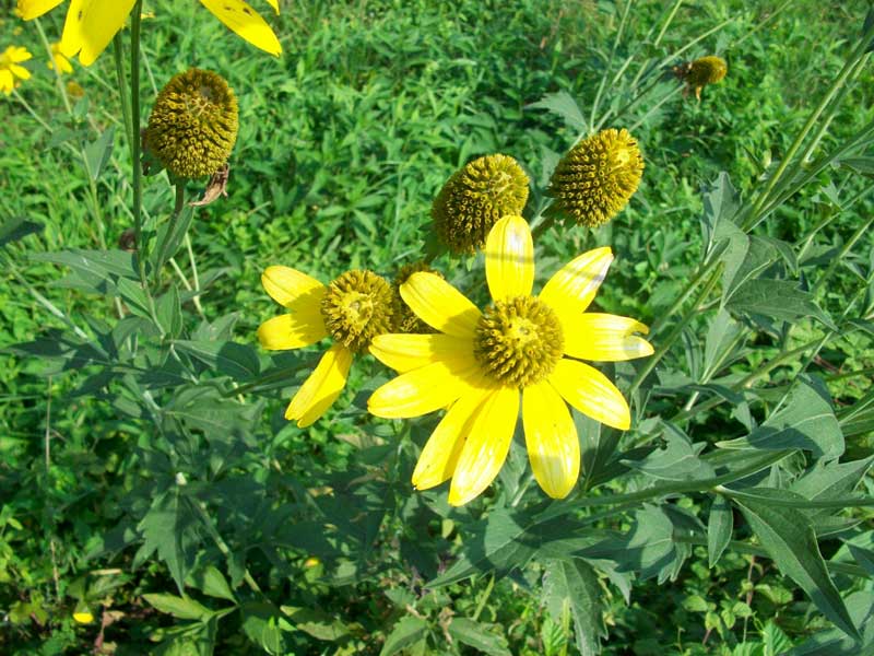 Rudbeckia laciniata / Rudbeckia comune