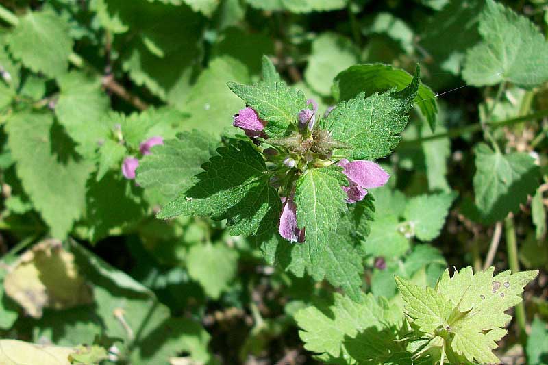 Ballota  nigra? no, Lamium maculatum