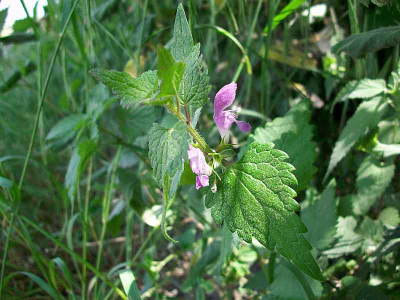 Ballota  nigra? no, Lamium maculatum