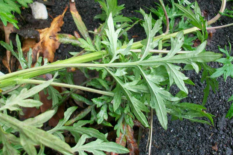 Artemisia vulgaris / Assenzio selvatico