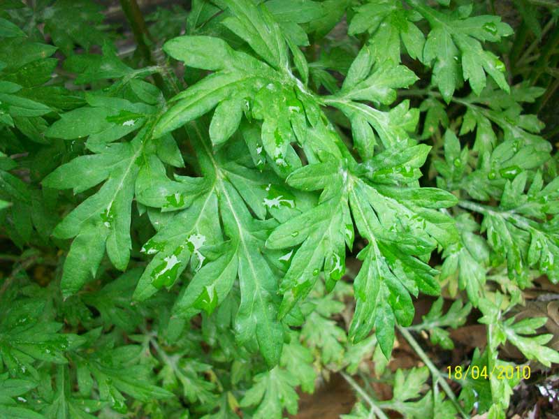 Artemisia vulgaris / Assenzio selvatico