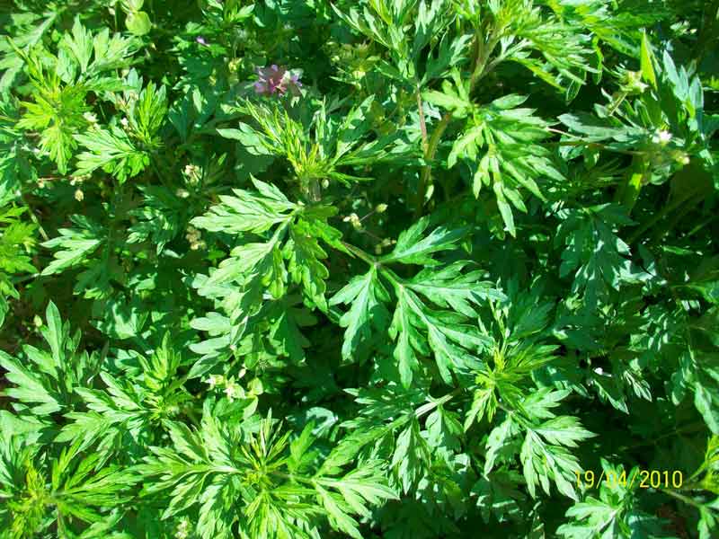 Artemisia vulgaris / Assenzio selvatico