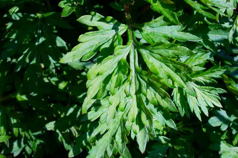 Artemisia vulgaris / Assenzio selvatico