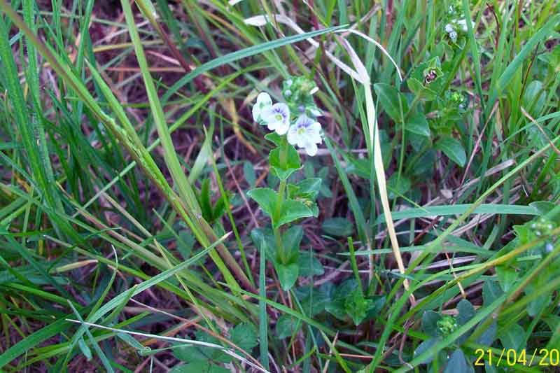 Veronica serpyllifolia