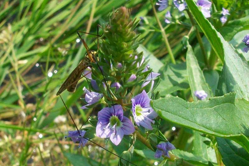 Veronica anagallis-aquatica / Veronica acquatica