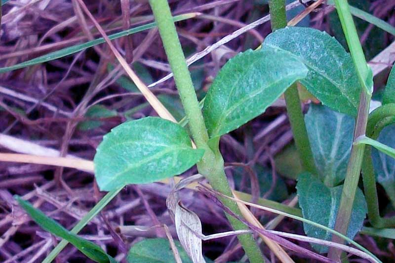 Veronica serpyllifolia