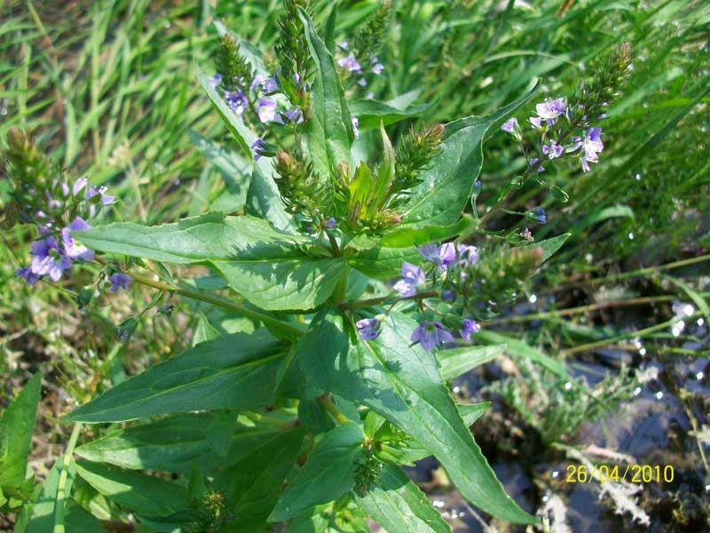 Veronica anagallis-aquatica / Veronica acquatica