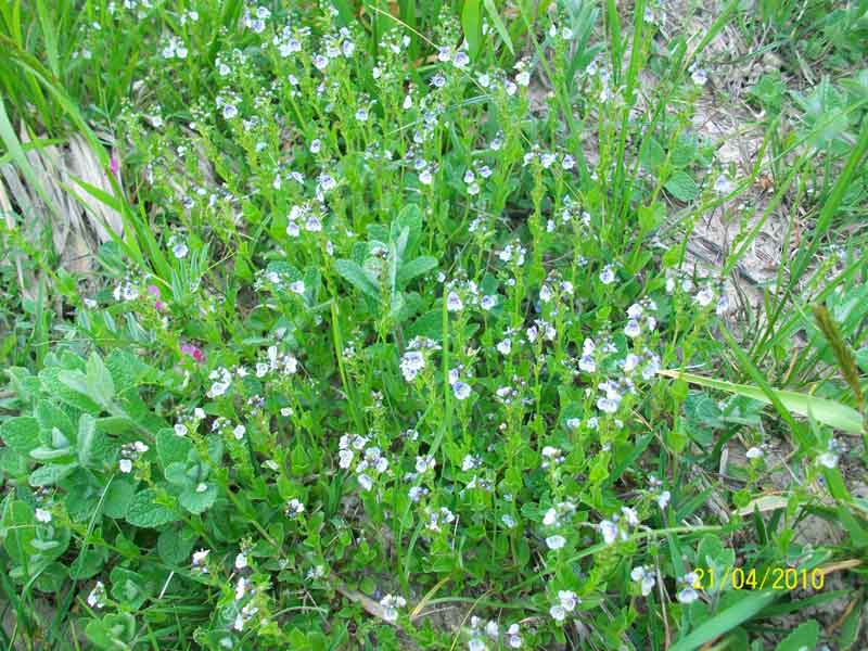 Veronica serpyllifolia