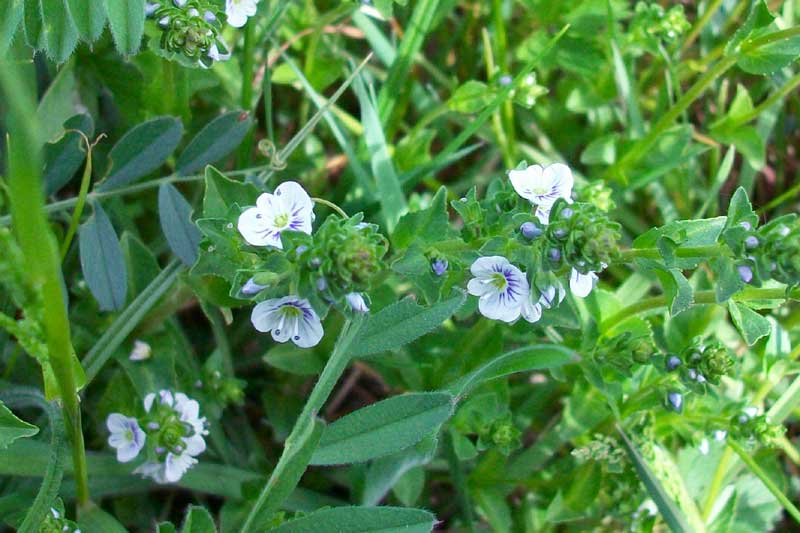 Veronica serpyllifolia