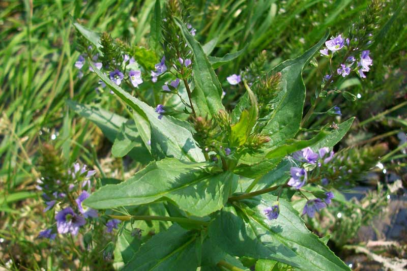 Veronica anagallis-aquatica / Veronica acquatica