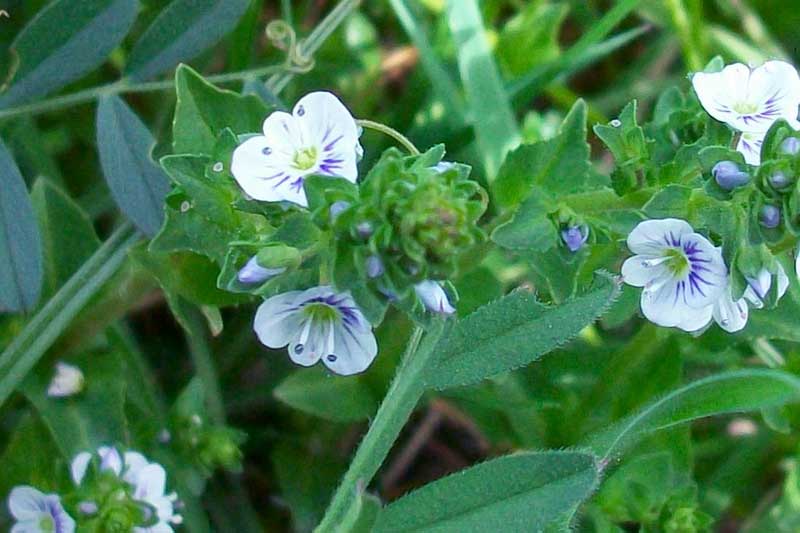 Veronica serpyllifolia