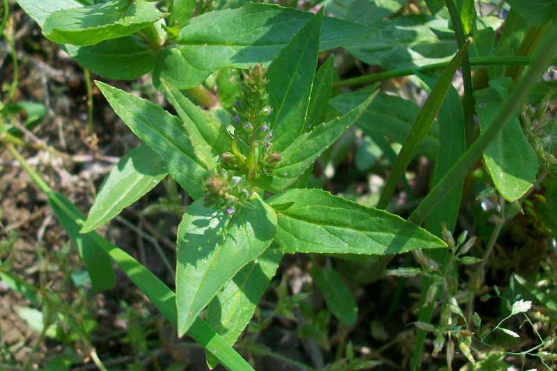 Veronica anagallis-aquatica / Veronica acquatica