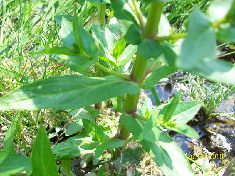 Veronica anagallis-aquatica / Veronica acquatica