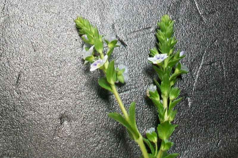 Veronica serpyllifolia