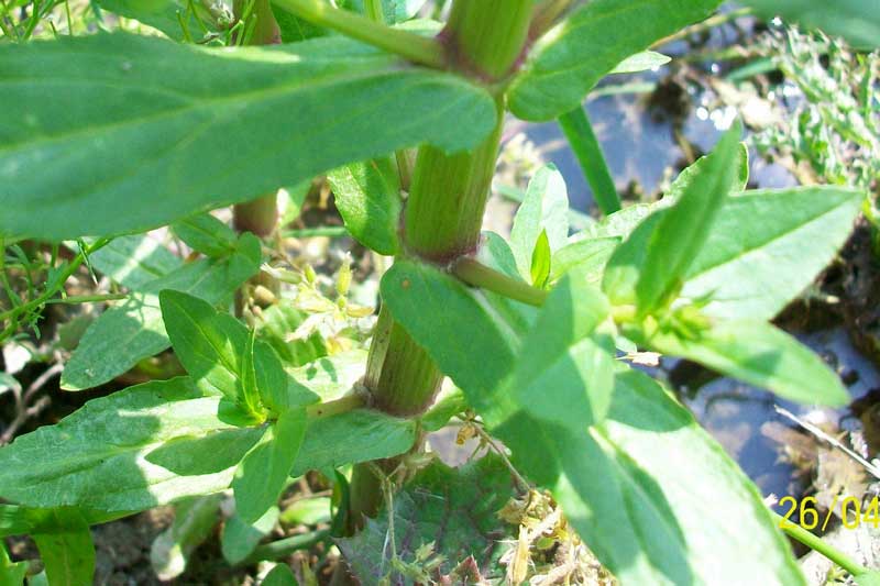 Veronica anagallis-aquatica / Veronica acquatica