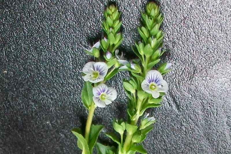 Veronica serpyllifolia