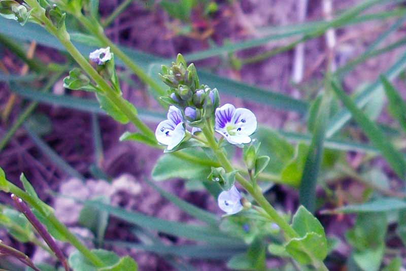 Veronica serpyllifolia