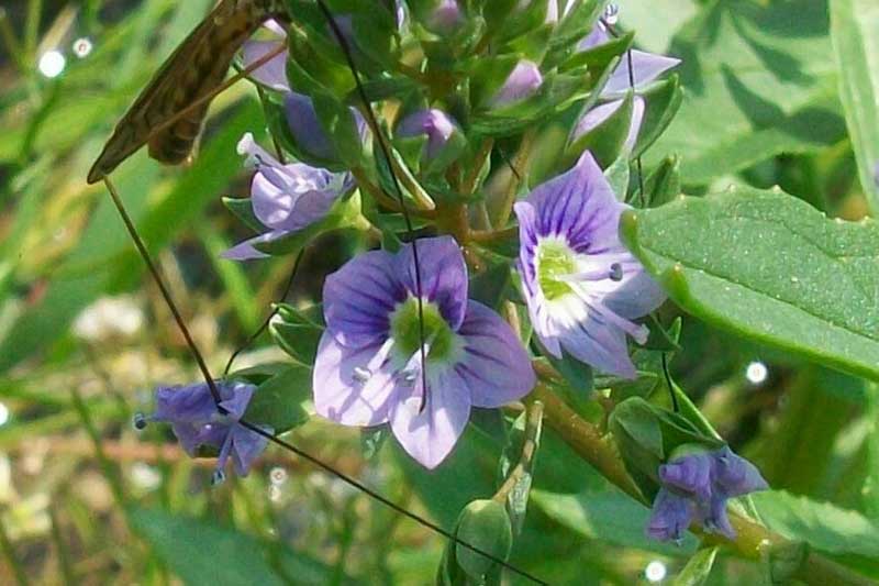 Veronica anagallis-aquatica / Veronica acquatica