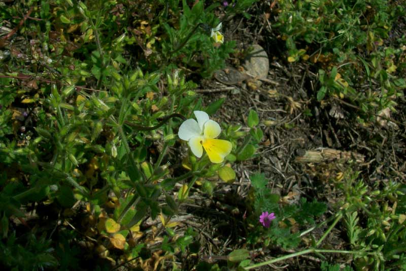 Viola arvensis Murray