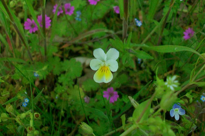 Viola arvensis Murray