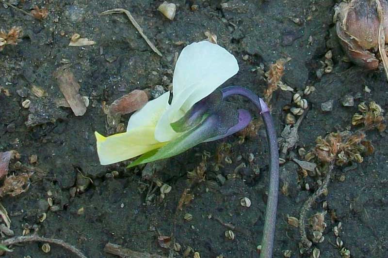 Viola arvensis Murray