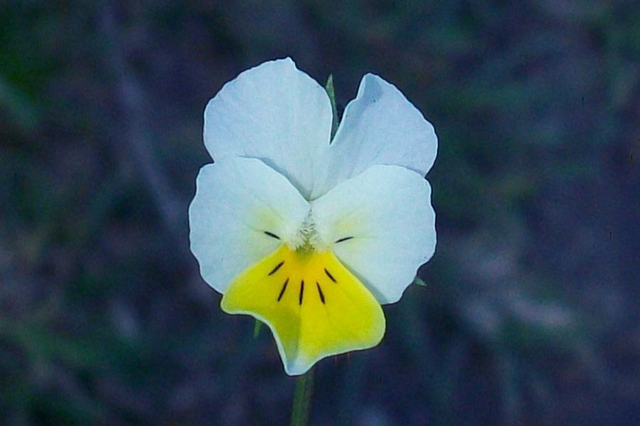 Viola arvensis Murray