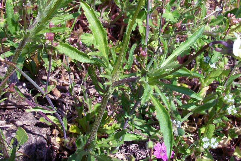 Viola arvensis Murray