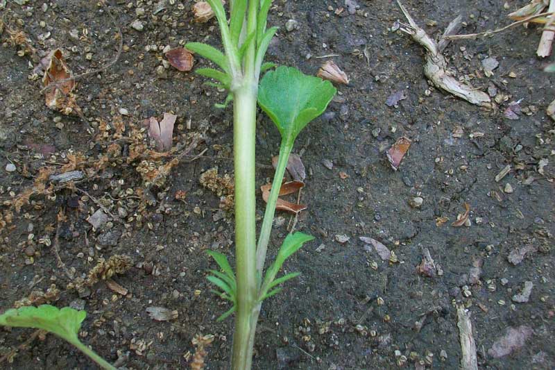 Viola arvensis Murray