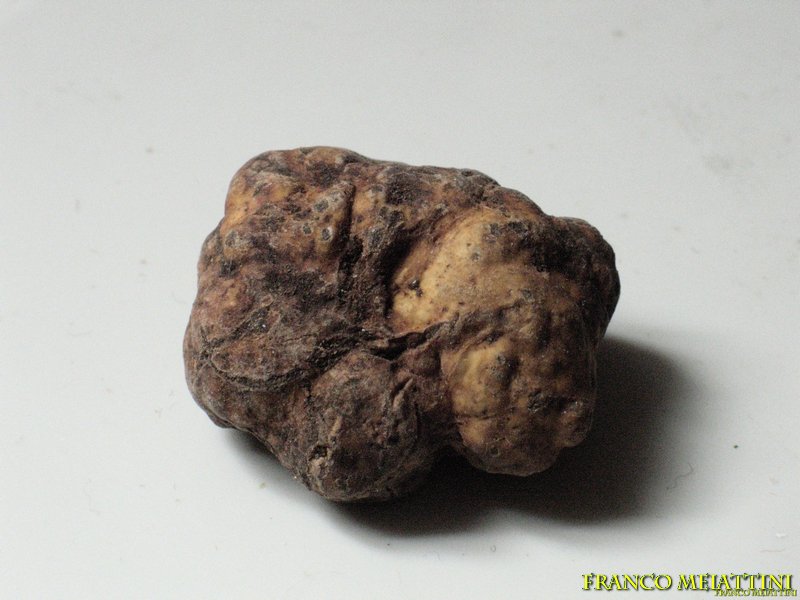 Tuber albidum o Tartufo marzuolo