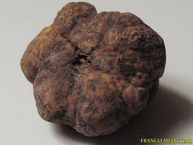 Tuber albidum o Tartufo marzuolo