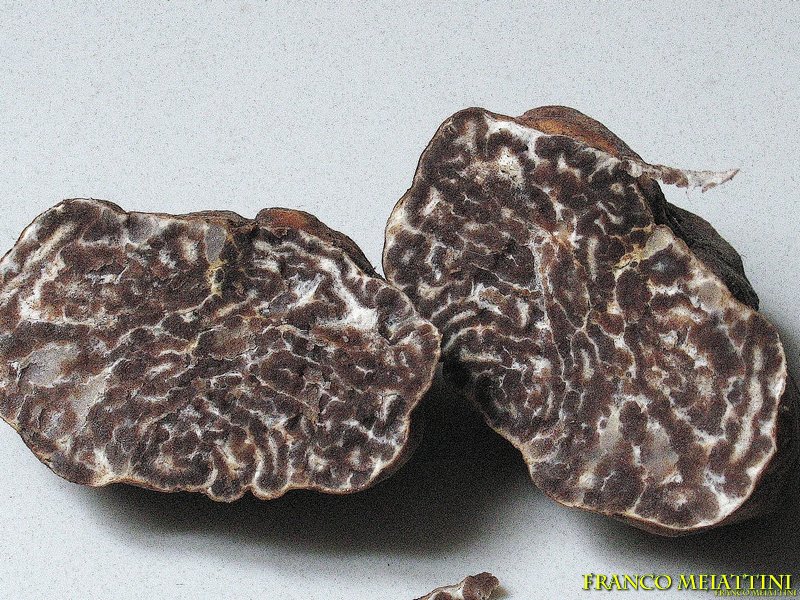 Tuber albidum o Tartufo marzuolo