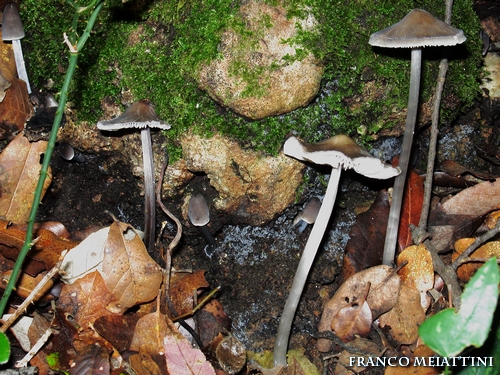 Ancora funghi di novembre 2009