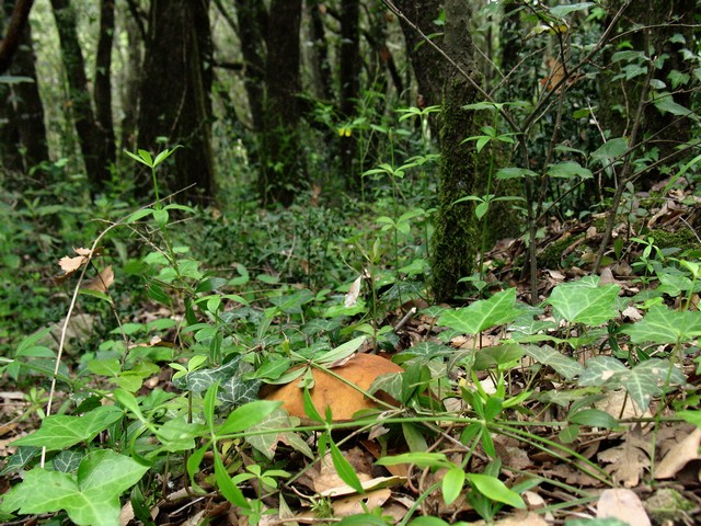 in bosco di leccio 6