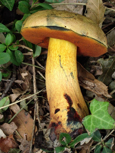 Dubbio su Boletus luridus