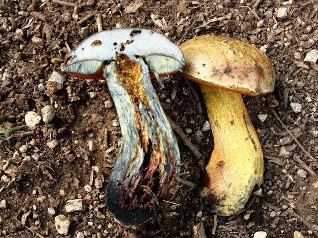 Dubbio su Boletus luridus