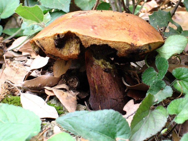 Dubbio su Boletus luridus