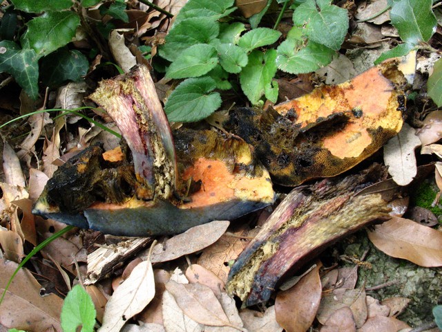 Dubbio su Boletus luridus