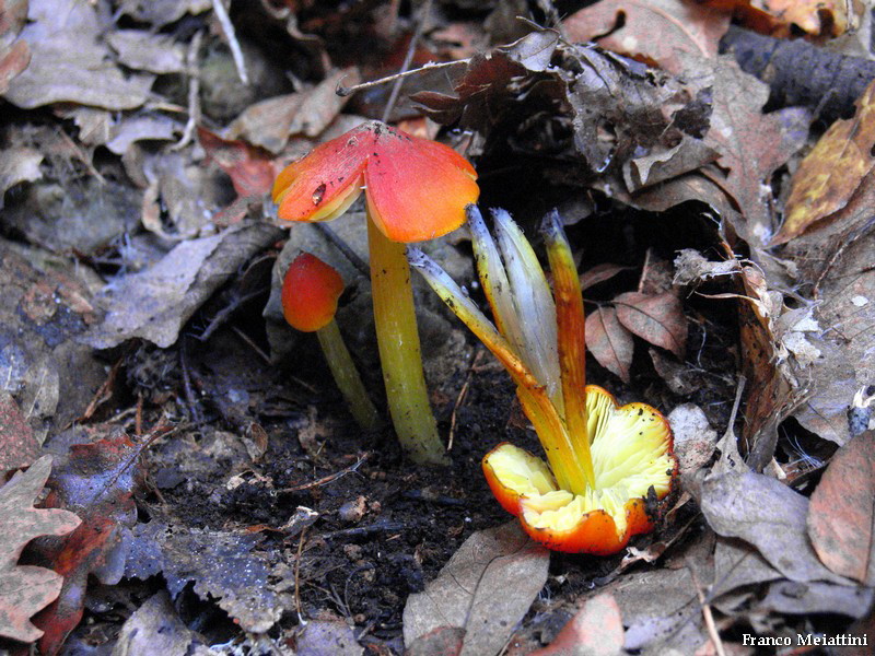 Hygrocybe di lecceta