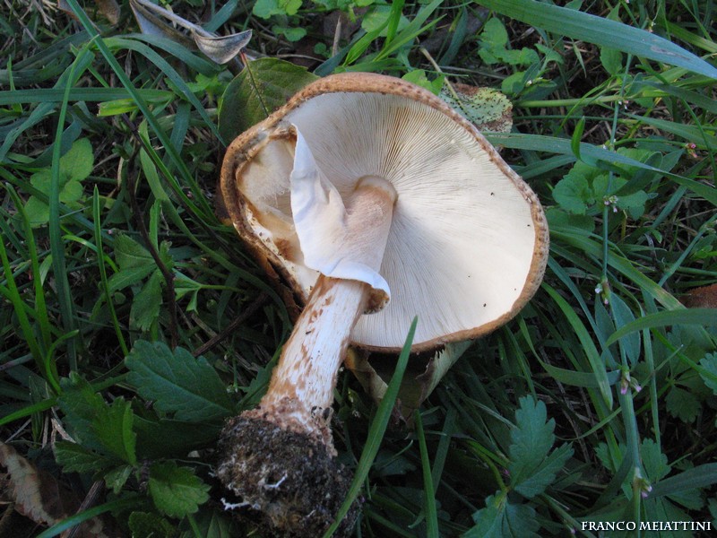 Lepiota da determinare