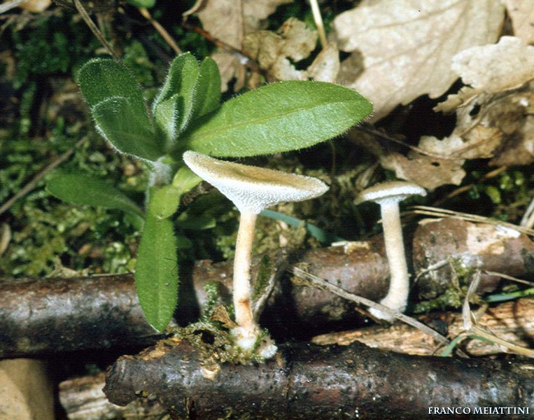 Polyporus tuberaster