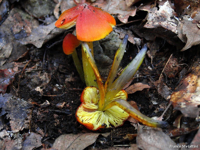 Hygrocybe di lecceta