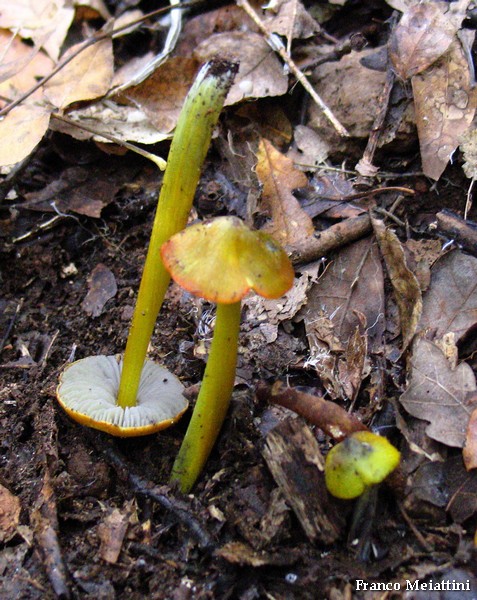 Hygrocybe di lecceta