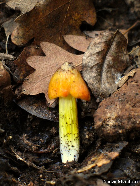 Hygrocybe di lecceta