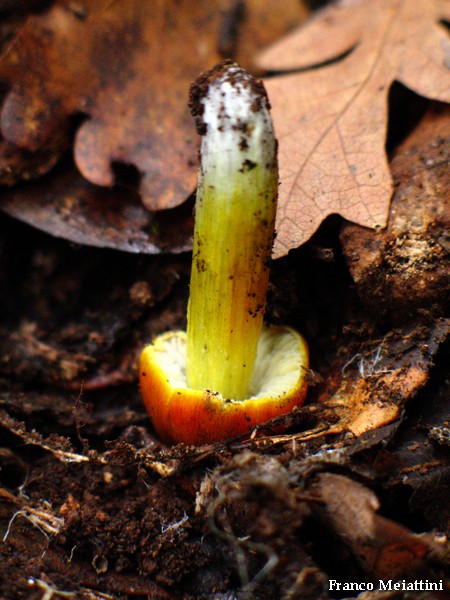 Hygrocybe di lecceta