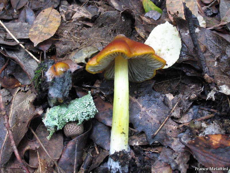 Hygrocybe di lecceta