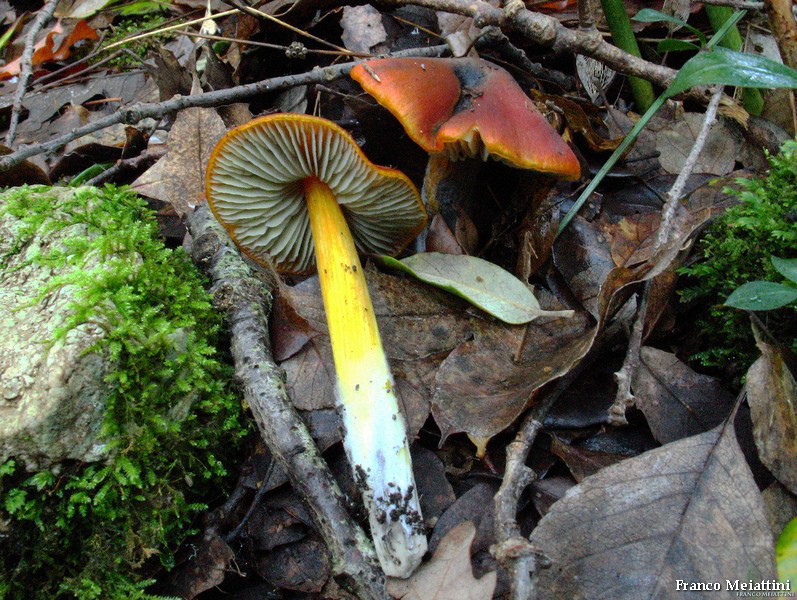 Hygrocybe di lecceta