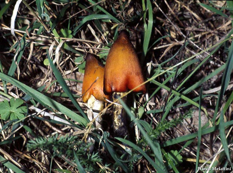 Hygrocybe di lecceta