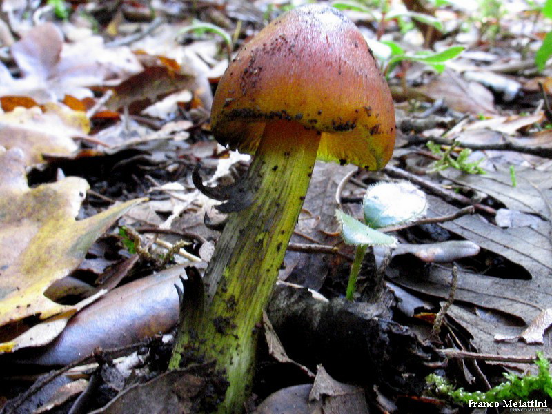 Hygrocybe di lecceta