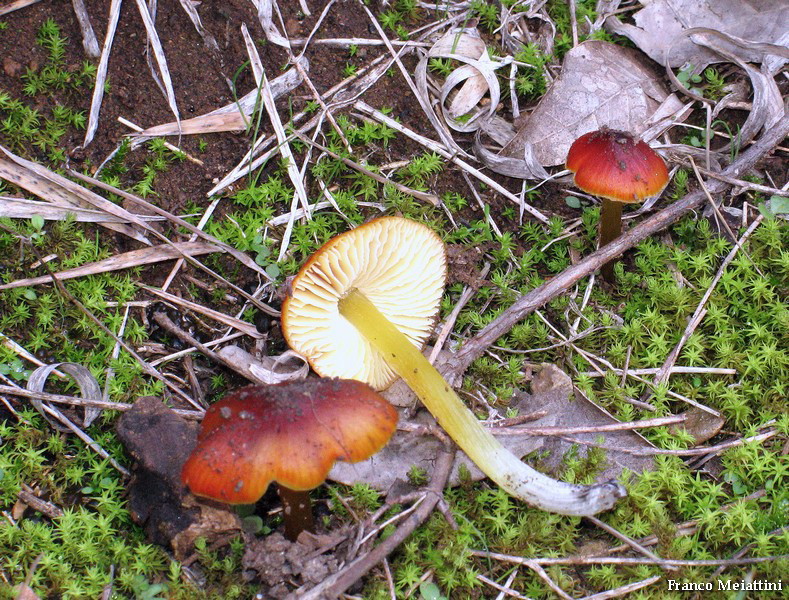 Hygrocybe di lecceta