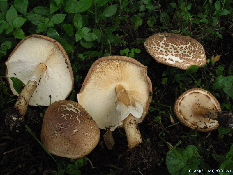 Lepiota da determinare